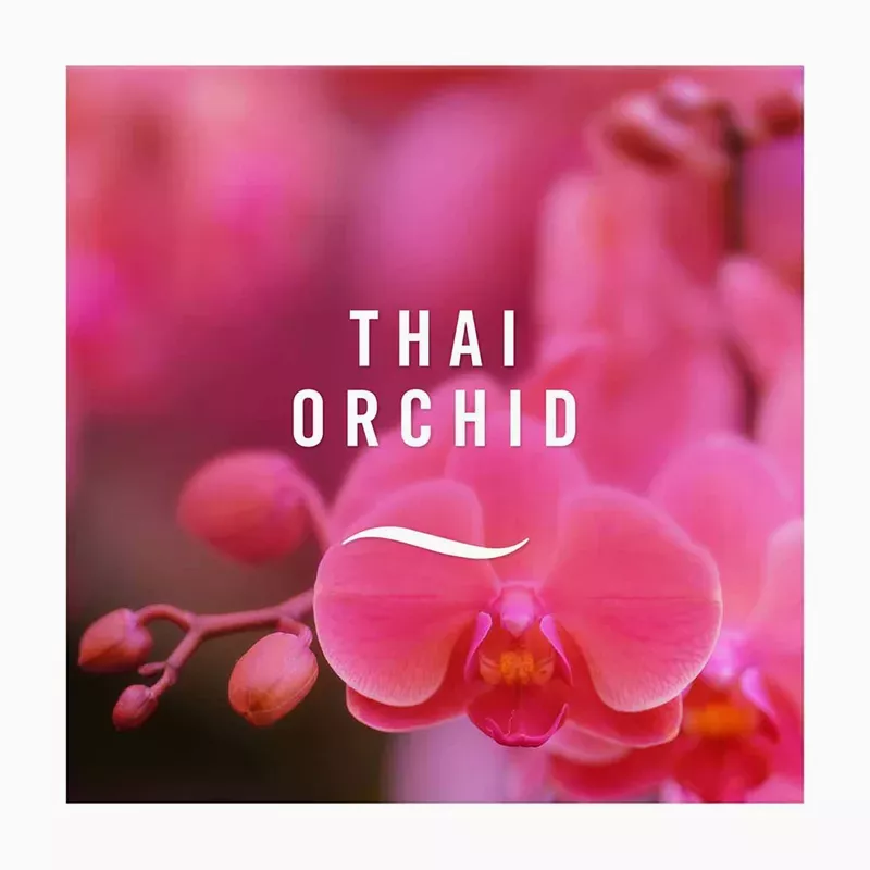 Febreze Ambi Pur 3Volution Air Freshener Thai Orchid Plug In Refill- Pack  of 6 - Belviso
